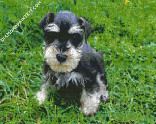 Schnauzer Puppy diamond paintings