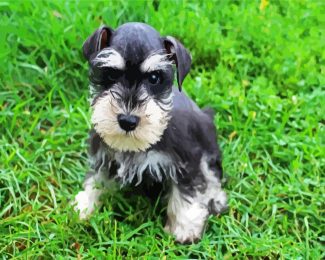 Schnauzer Puppy diamond painting