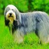 Sheepdog Animal diamond painting