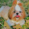 Shih Tzu Dog Animal diamond painting