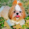 Shih Tzu Dog Animal diamond painting