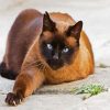 Siamese Cat Pet diamond painting