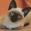 Siamese Kitty diamond painting