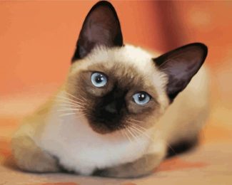 Siamese Kitty diamond painting