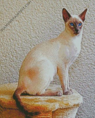 Siamese With Blue Eyes diamond painting