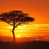 Sunrise Tree Silhouette diamond painting