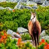 Tatra Chamois diamond painting