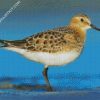 The Sandpiper Bird diamond painting