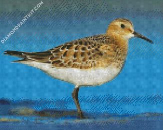 The Sandpiper Bird diamond painting