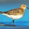 The Sandpiper Bird diamond painting