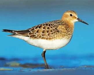 The Sandpiper Bird diamond painting