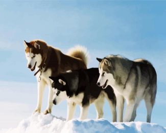 The Alaskan malamute Dogs diamond painting