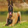 The Malinois Dog diamond paintings