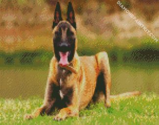 The Malinois Dog diamond paintings