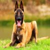 The Malinois Dog diamond painting