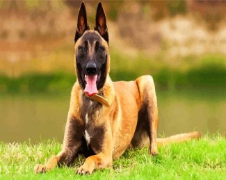 The Malinois Dog diamond painting