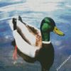 The Mallard Duck diamond paintings