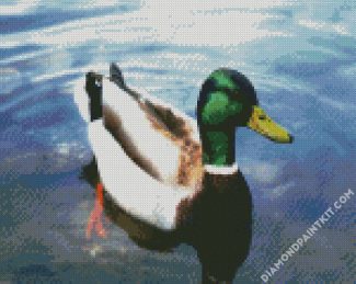 The Mallard Duck diamond paintings