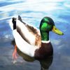 The Mallard Duck diamond painting