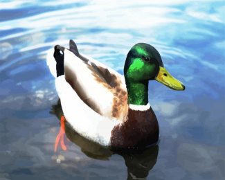 The Mallard Duck diamond painting