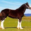 The Shire Horse Animal diamond painting