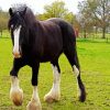 The Shire Horse diamond painting