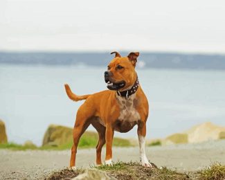 The Staffordshire Bull Terrier Dog diamond painting