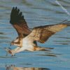 The osprey Bird diamond paintings