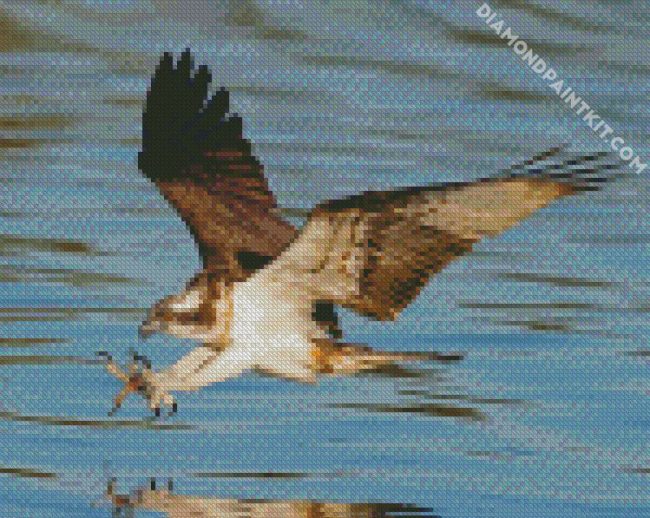 The osprey Bird diamond paintings