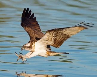 The osprey Bird diamond painting