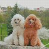 White Brown Poodles diamond paintings