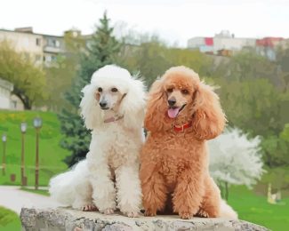 White Brown Poodles diamond painting