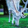 White Deer Eating Grass diamond painting