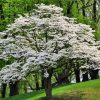 White Dogwood Tree diamond painting