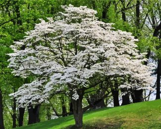 White Dogwood Tree diamond painting