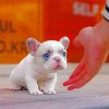 White Frenchie Puppy diamond painting