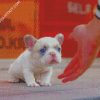 White Frenchie Puppy diamond painting