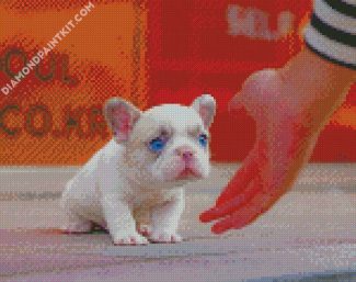 White Frenchie Puppy diamond painting