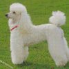 White Poodle Dog diamond paintings