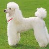 White Poodle Dog diamond painting