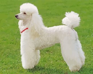 White Poodle Dog diamond painting