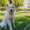 White Siberian Husky Puppy diamond painting