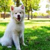 White Siberian Husky Puppy diamond painting