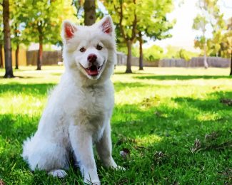 White Siberian Husky Puppy diamond painting