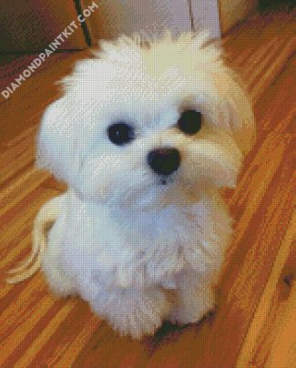 White Bichon Frise diamond painting