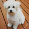 White Bichon diamond painting