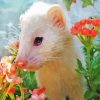 White ferret diamond painting