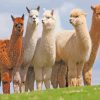 Wild Alpacas Animals diamond painting