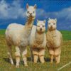 Wild Alpacas diamond paintings