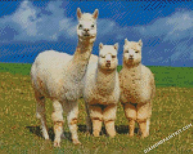 Wild Alpacas diamond paintings